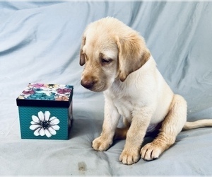 Labrador Retriever Puppy for sale in WILDWOOD, GA, USA