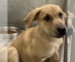 Labrador Retriever Dogs for adoption in Grasswood, Saskatchewan, Canada