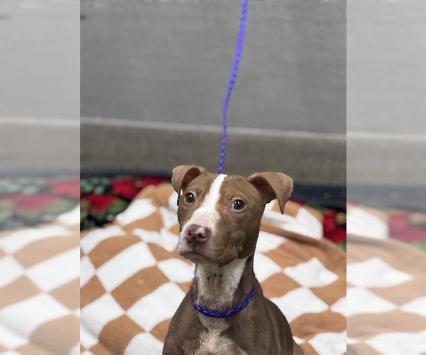 Medium Photo #1 Mutt Puppy For Sale in Las Vegas, NV, USA