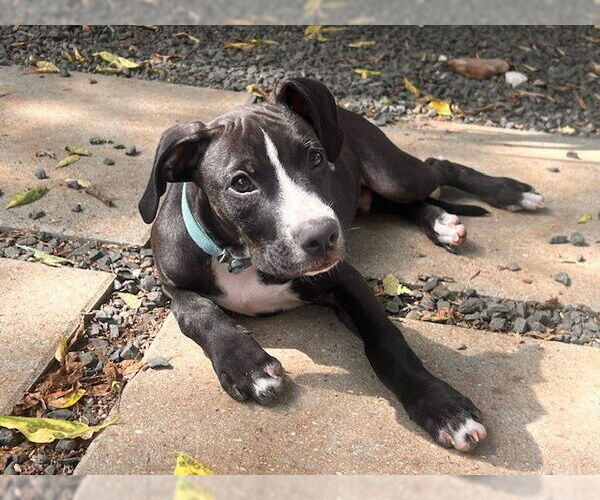 Medium Photo #6 Boxer Puppy For Sale in Austin, TX, USA