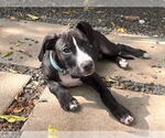 Small #5 Boxer