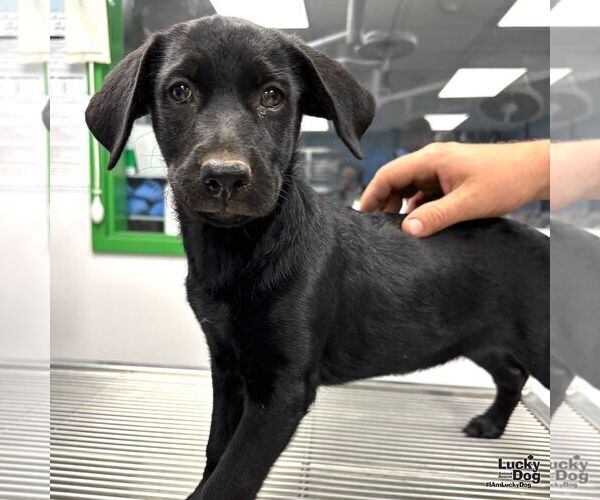 Medium Photo #1 Labrador Retriever-Unknown Mix Puppy For Sale in Washington, DC, USA