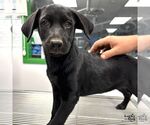 Small Labrador Retriever Mix