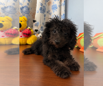 Yorkipoo puppie - Male Yorkipoo Puppy for Sale - Photo #19
