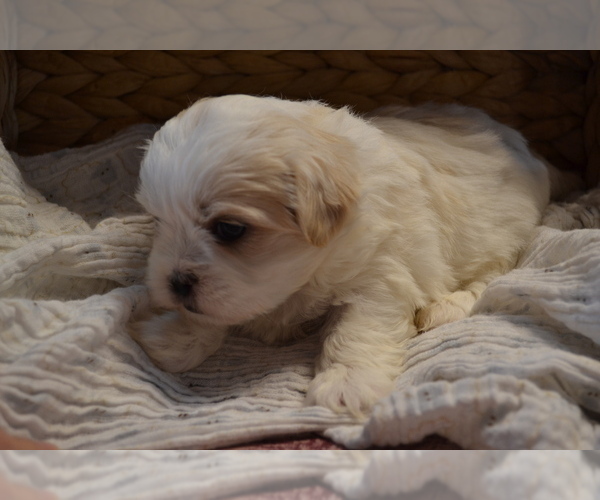 Medium Photo #3 Mal-Shi Puppy For Sale in GREENWOOD, WI, USA