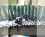 Small Photo #2 Mutt Puppy For Sale in Brooklyn Center, MN, USA