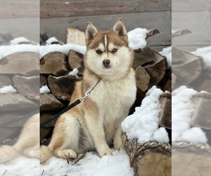 Mother of the Pomsky puppies born on 07/15/2025