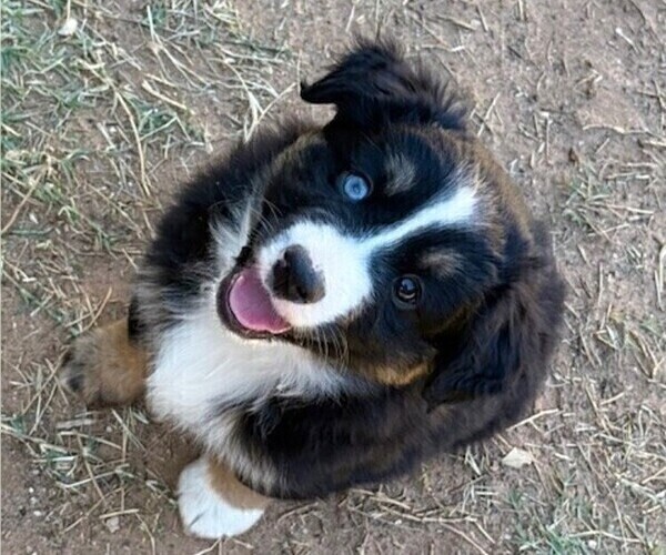 Medium Photo #4 Miniature Australian Shepherd Puppy For Sale in MIDLAND, TX, USA
