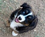 Small Photo #4 Miniature Australian Shepherd Puppy For Sale in MIDLAND, TX, USA