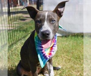 Mutt Dogs for adoption in San Antonio, TX, USA