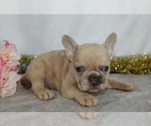 French Bulldog Puppy for sale in FREDERICKSBG, OH, USA