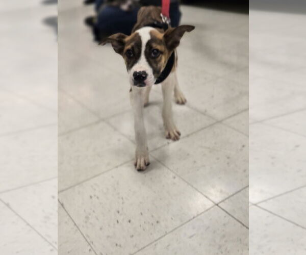 Medium Photo #4 Mutt Puppy For Sale in Minneapolis, MN, USA