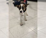 Small #3 Mutt