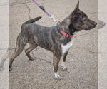 Small #4 American Staffordshire Terrier Mix