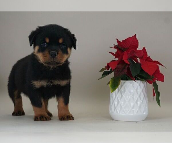 Medium Photo #6 Rottweiler Puppy For Sale in NAPPANEE, IN, USA