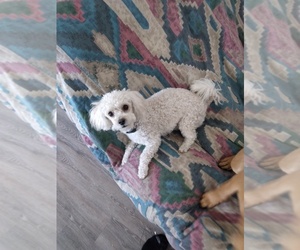 Poodle (Toy) Dogs for adoption in PHILLIPSBURG, KS, USA