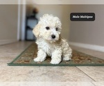 Small #4 Maltipoo