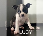 Puppy LUCY Boston Terrier