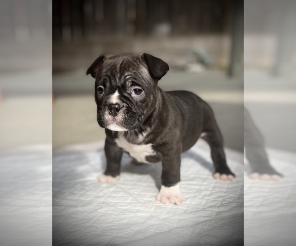 Medium Photo #12 American Bully Puppy For Sale in VACAVILLE, CA, USA