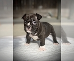 Small Photo #12 American Bully Puppy For Sale in VACAVILLE, CA, USA
