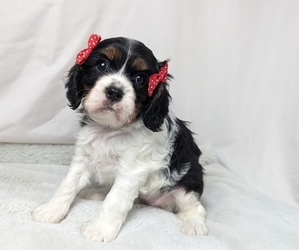 Cavalier King Charles Spaniel Puppy for sale in SEYMOUR, MO, USA