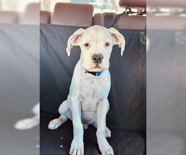 Medium Photo #3 Boxer Puppy For Sale in  Katy, TX, USA