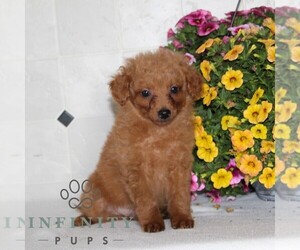 Jack-A-Poo Puppy for sale in KIRKWOOD, PA, USA