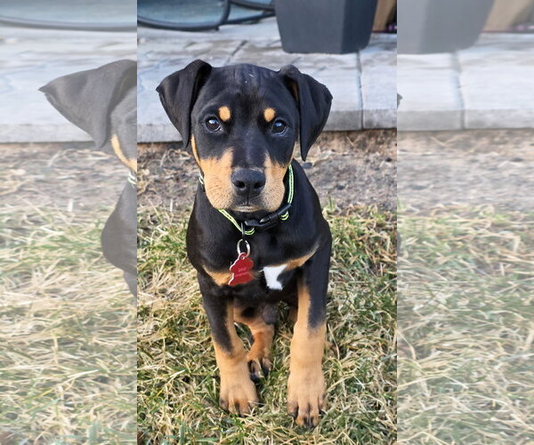 Medium Photo #1 Doberman Pinscher-Unknown Mix Puppy For Sale in Minneaoplis, MN, USA