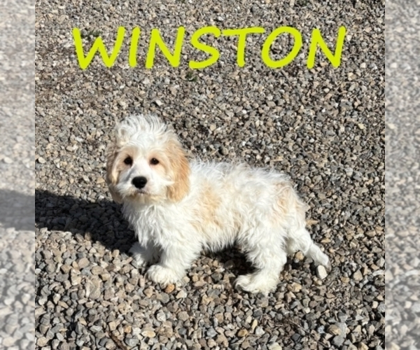 Medium Photo #3 Cockapoo (Miniature) Puppy For Sale in HARTLAND, MN, USA