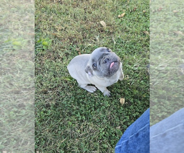 Medium Photo #3 French Bulldog Puppy For Sale in GREENEVILLE, TN, USA
