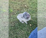 Little John - Male French Bulldog Puppy for Sale - Photo #3