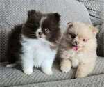 Small #1 Pomeranian