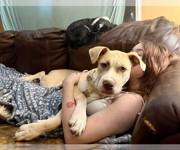 Medium Photo #6 Great Dane-Unknown Mix Puppy For Sale in Holly Springs, NC, USA
