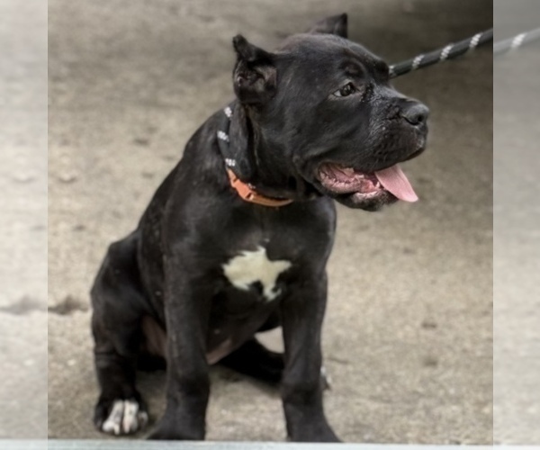Medium Photo #5 Cane Corso Puppy For Sale in ANDERSON, IN, USA