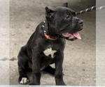 Small Photo #5 Cane Corso Puppy For Sale in ANDERSON, IN, USA