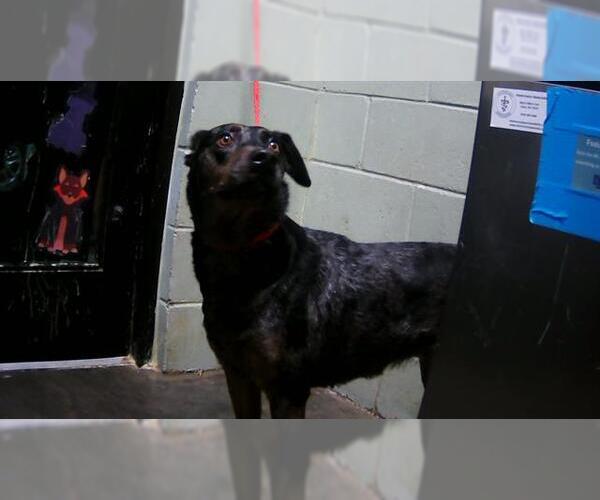 Medium Photo #1 Catahoula Leopard Dog-Unknown Mix Puppy For Sale in Tulsa, OK, USA