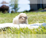 Small Photo #16 Maltipoo Puppy For Sale in WARSAW, IN, USA