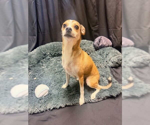 Medium Photo #1 Feist Terrier-Unknown Mix Puppy For Sale in Raleigh, NC, USA