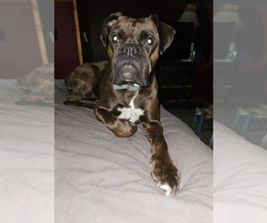 Boxer Puppy for sale in WYALUSING, PA, USA