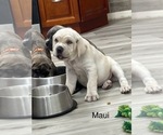 Puppy Maui Cane Corso