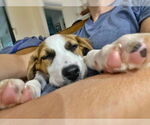Small #5 Australian Shepherd Mix