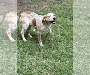 Amelia - Female Mutt Dog for Adoption - Photo #2