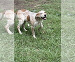 Small Photo #2 Mutt Puppy For Sale in Mount Pleasant, SC, USA