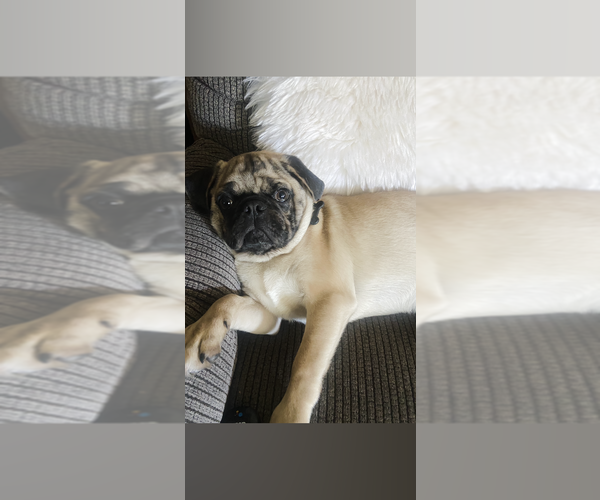 Medium Photo #5 Pug Puppy For Sale in HAGERSTOWN, MD, USA