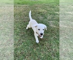Small Photo #3 Labrador Retriever Puppy For Sale in AZUSA, CA, USA