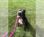 Small #1 Mutt