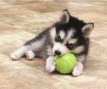 Puppy 6 Pomsky