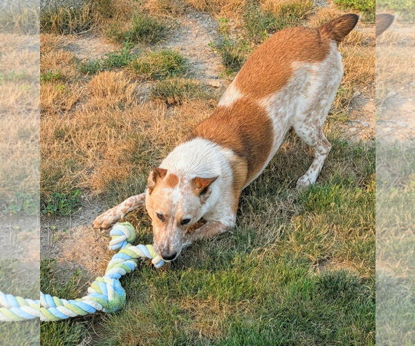 Medium Photo #2 Mutt Puppy For Sale in Emmett, ID, USA