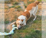 Small #1 Mutt