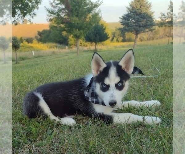 Medium Photo #1 Siberian Husky Puppy For Sale in MOUNT AYR, IA, USA